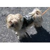 Dog Coat (Medium)